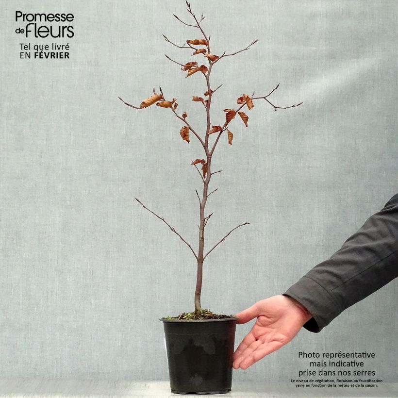 Spécimen de Fagus sylvatica Atropurpurea - Hêtre pourpre Pot de 2L/3L tel que livré en hiver