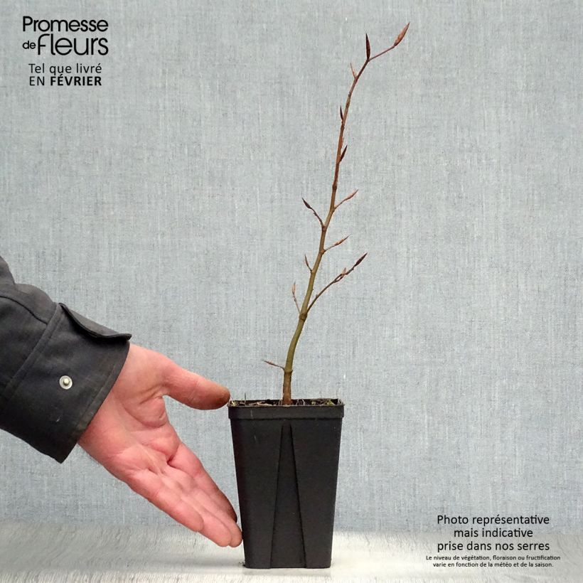 Spécimen de Fagus sylvatica Atropurpurea - Hêtre pourpre Godet de 8/9 cm tel que livré en hiver