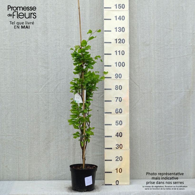 Spécimen de Fagus sylvatica Dawyck Gold - Hêtre fastigié doré Pot de 4L/5L tel que livré au printemps