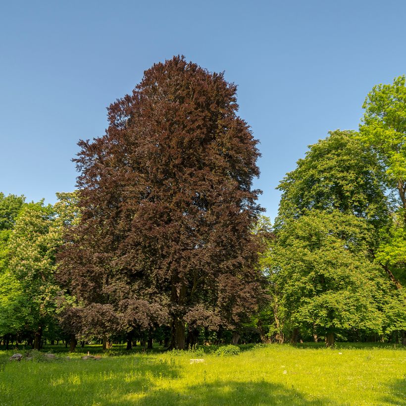 Fagus sylvatica Dawyck Purple - Hêtre fastigié pourpre (Port)