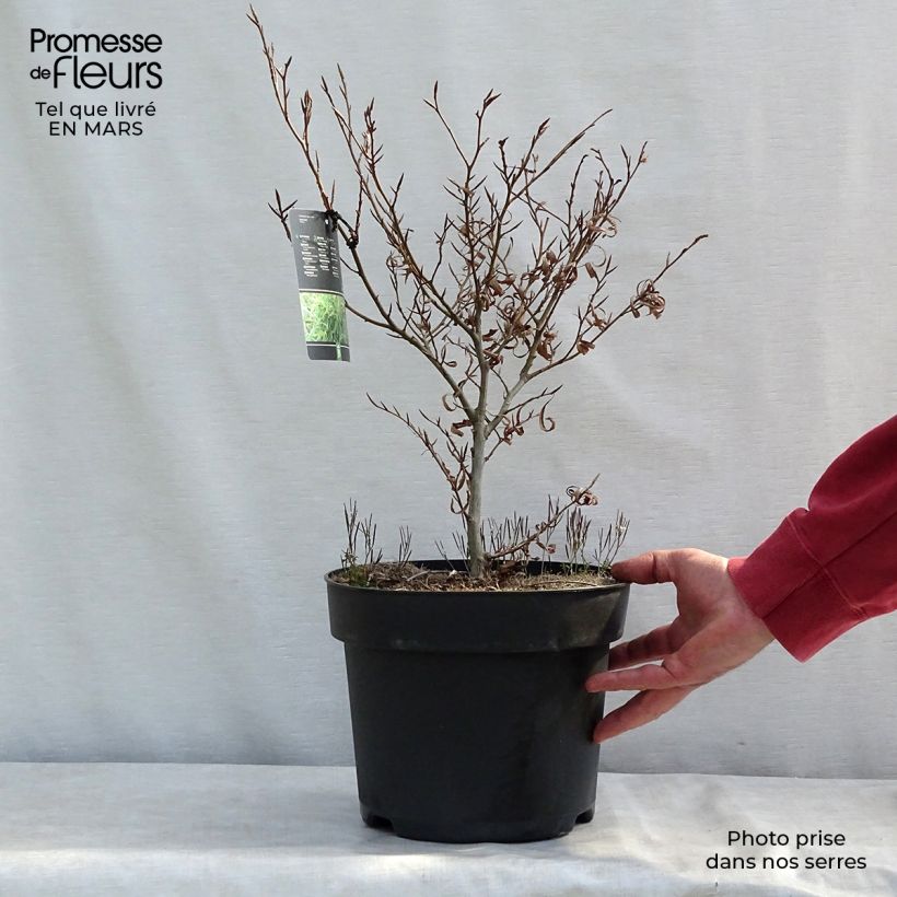 Spécimen de Fagus sylvatica Mercedes - Hêtre nain Pot de 4L/5L tel que livré en hiver
