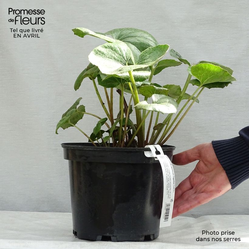 Spécimen de Farfugium japonicum Crispata - Plante Panthère Pot de 4L/5L tel que livré au printemps