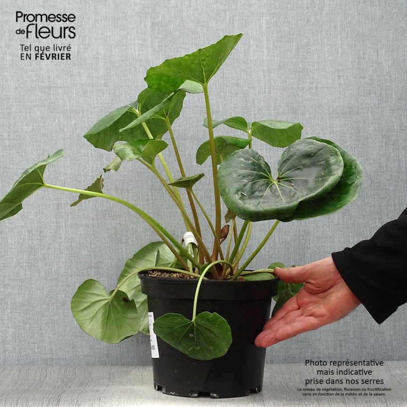 Spécimen de Farfugium japonicum Gigantea - Plante Panthère géante. Pot de 3L/4L tel que livré en hiver