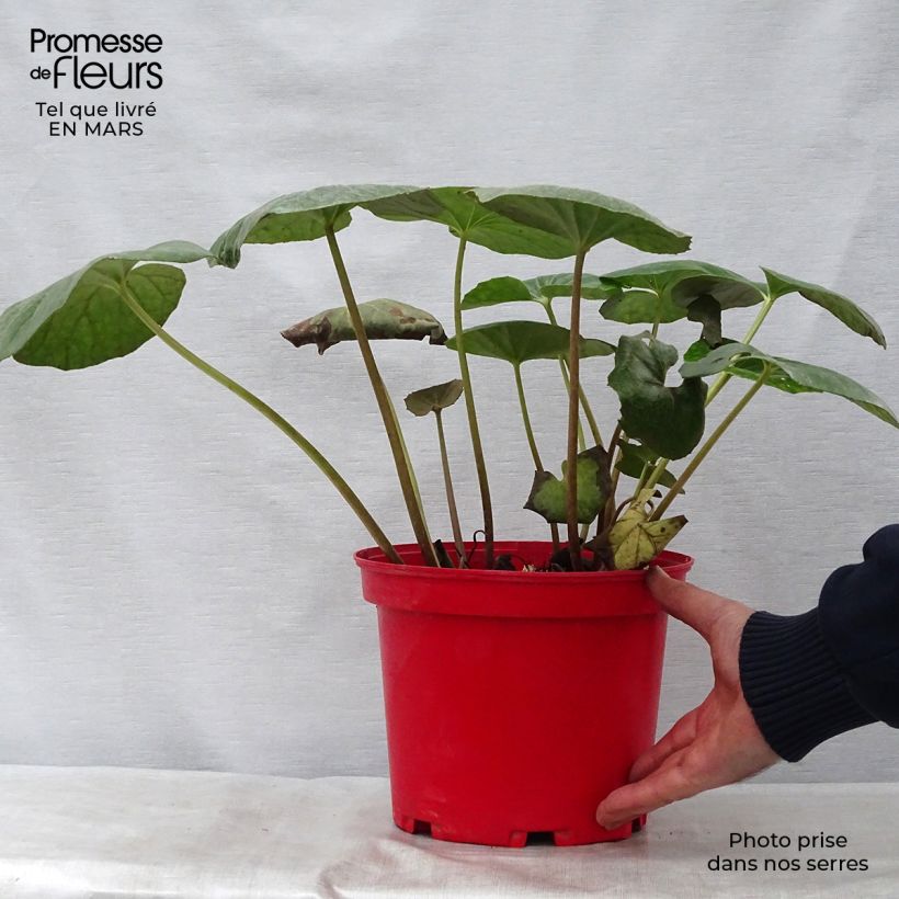 Spécimen de Farfugium japonicum - Plante panthère Pot de 3L/4L tel que livré au printemps