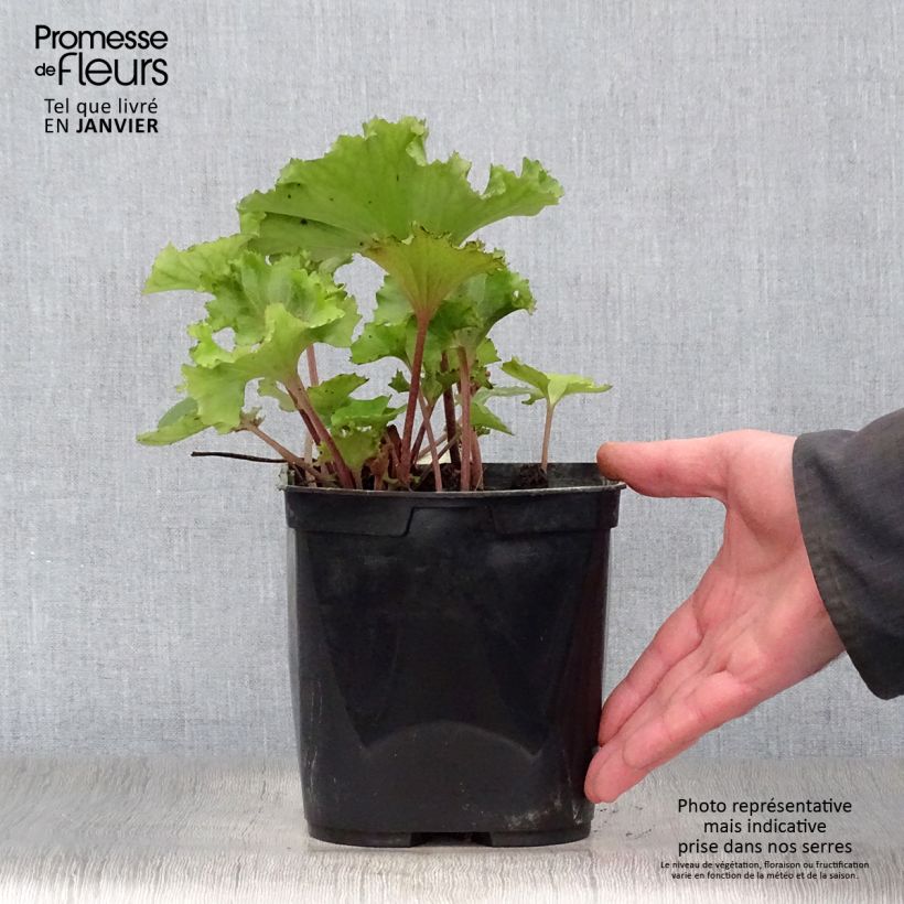 Spécimen de Farfugium japonicum Wavy Gravy - Plante panthère Pot de 2L/3L tel que livré en hiver