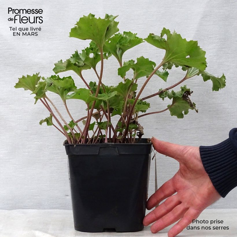 Spécimen de Farfugium japonicum Wavy Gravy - Plante panthère Pot de 2L/3L tel que livré au printemps
