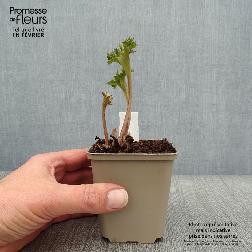 Spécimen de Farfugium japonicum Wavy Gravy - Plante panthère Godet de 8/9 cm tel que livré en hiver