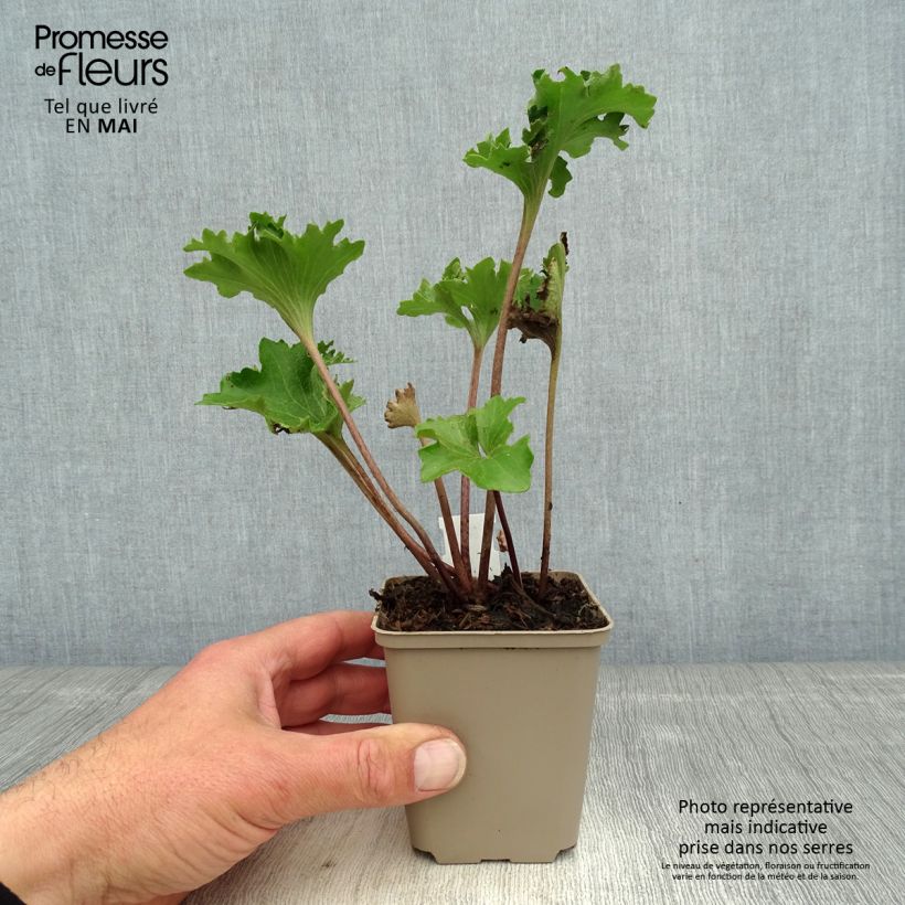 Spécimen de Farfugium japonicum Wavy Gravy - Plante panthère Godet de 8/9 cm tel que livré au printemps