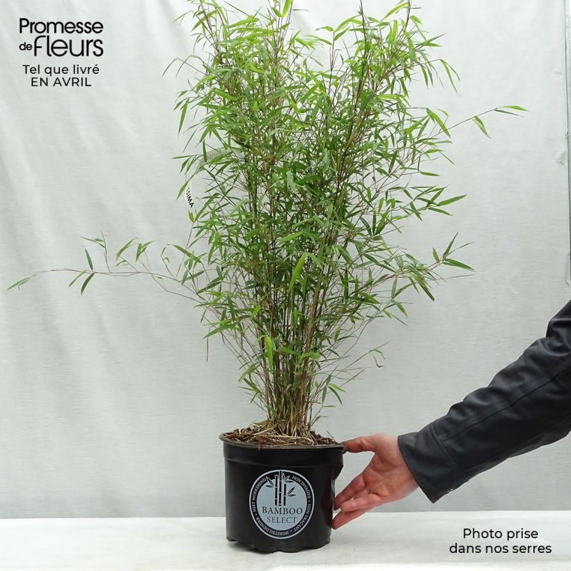 Fargesia angustissima - Bambú no invasivo Maceta 4L/5L Ejemplar entregado en la primavera