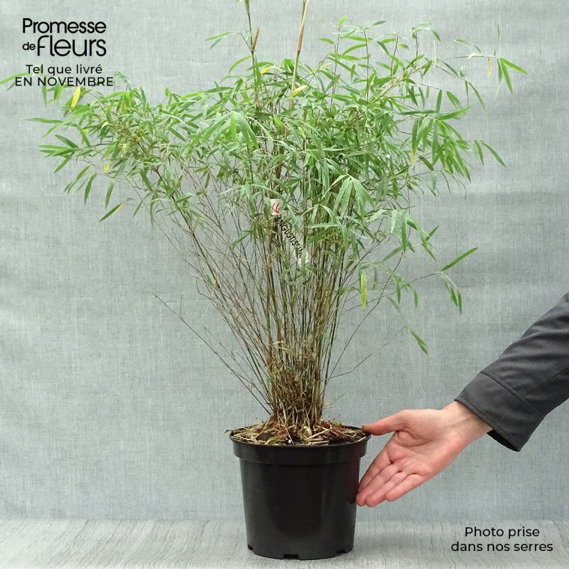 Spécimen de Fargesia angustissima - Bambou non traçant Pot de 4L/5L tel que livré en automne