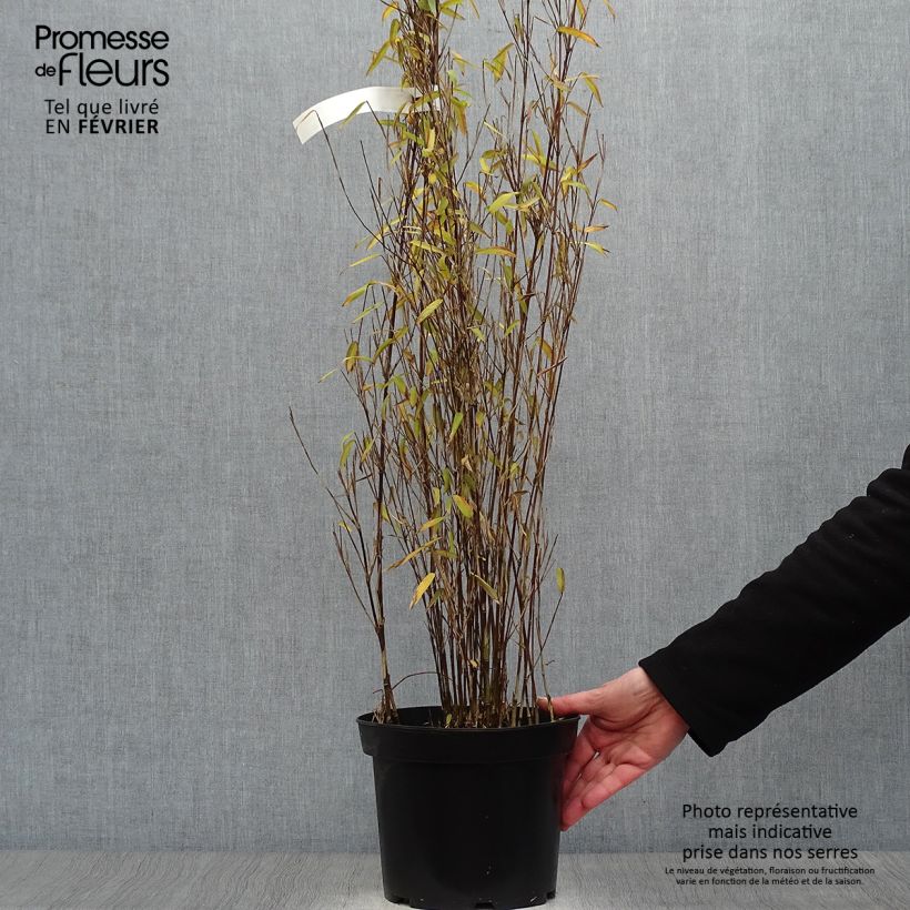 Spécimen de Fargesia demissa Gerry - Bambou non traçant Pot de 4L/5L tel que livré en hiver