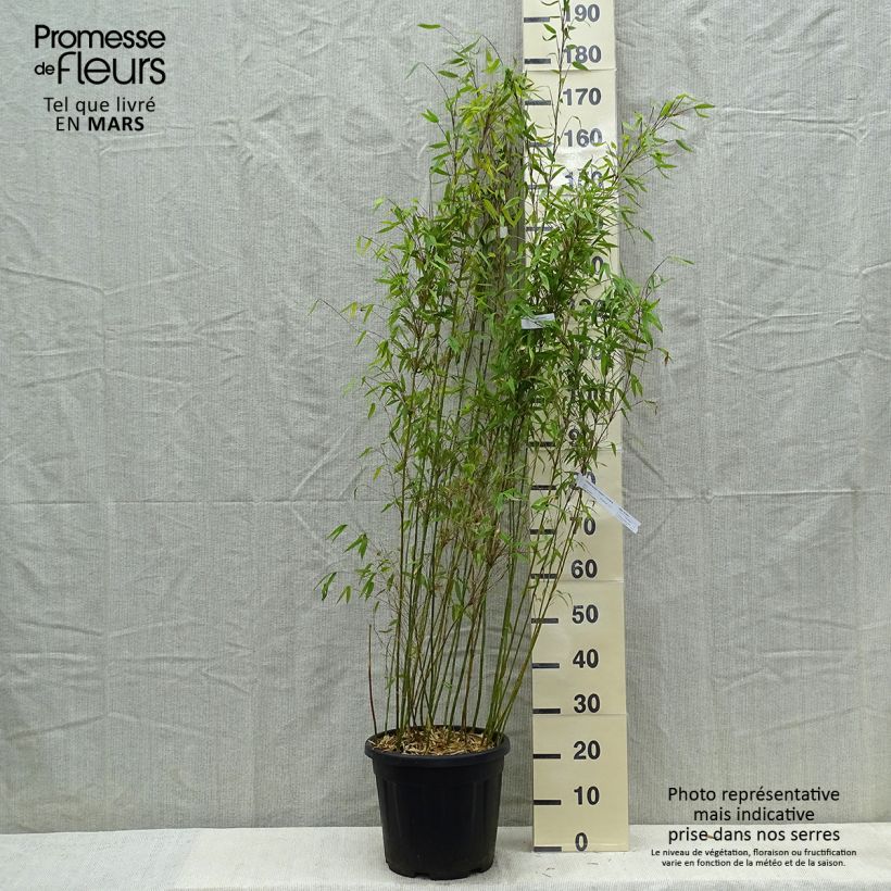 Exemplar von Fargesia denudata Lancaster 1 - Bambus Topf mit 12L/15L wie im Frühjahr geliefert