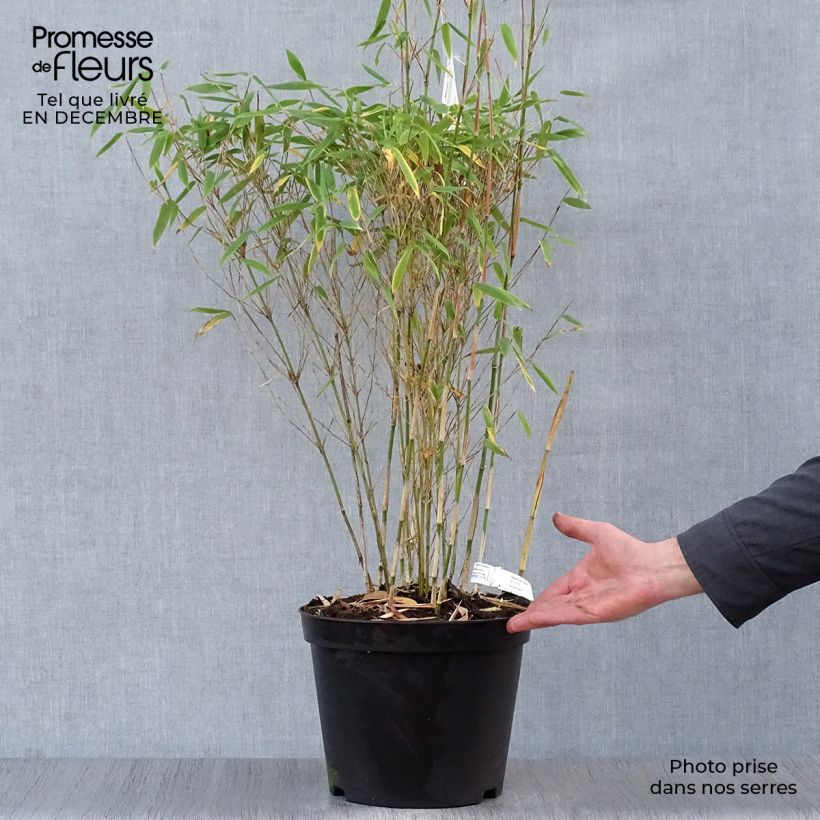 Spécimen de Fargesia murielae Dino - Bambou non traçant Pot de 7,5L/10L tel que livré en hiver