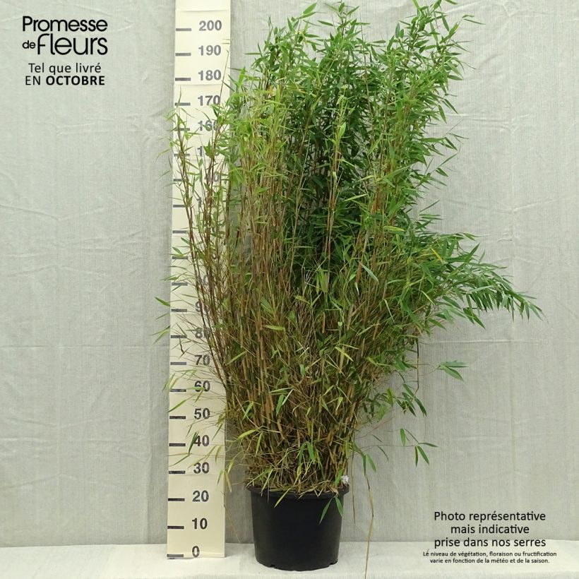 Spécimen de Fargesia murielae Dino - Bambou non traçant Pot de 20L/25L tel que livré en automne