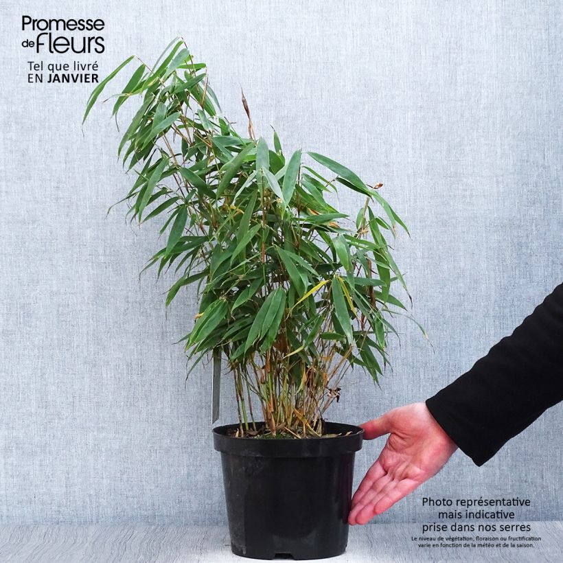 Spécimen de Fargesia murielae Tauro - Bambou non tracant Pot de 4L/5L tel que livré en hiver
