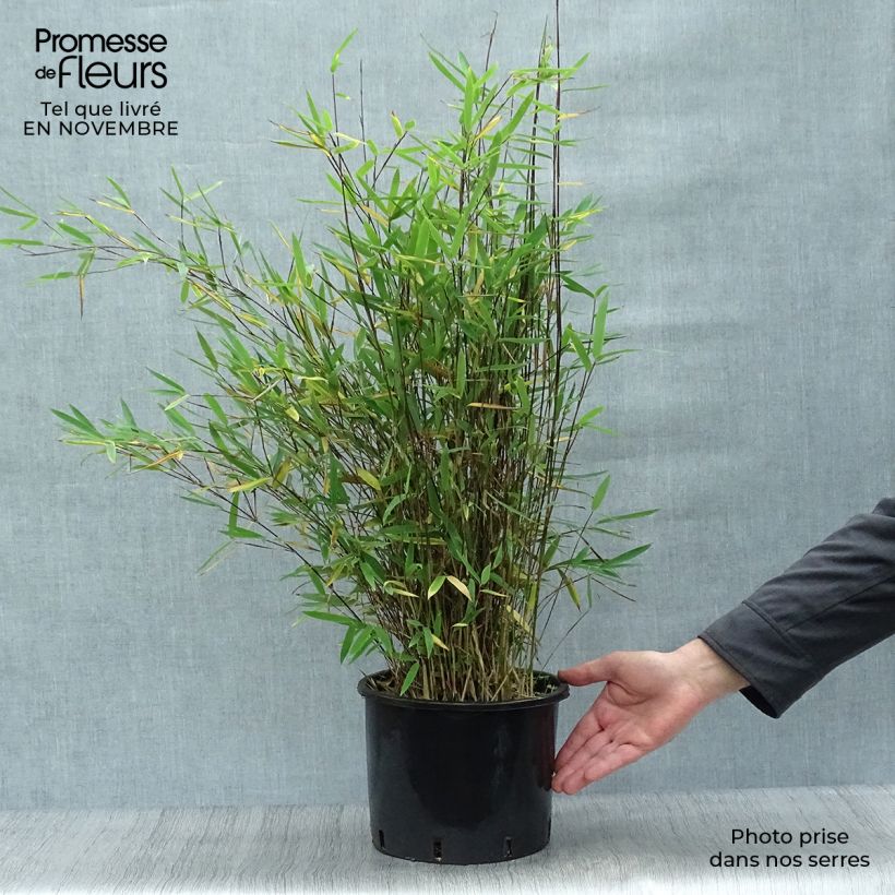 Spécimen de Fargesia nitida Black Pearl - Bambou non traçant  Pot de 4L/5L tel que livré en automne