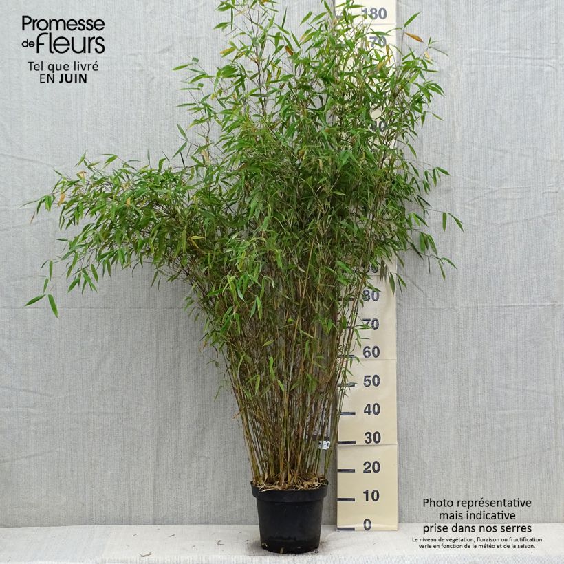 Spécimen de Fargesia nitida Great Wall - Bambou non traçant Pot de 7,5L/10L tel que livré en automne