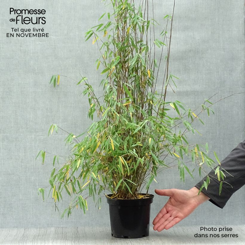 Spécimen de Fargesia nitida Jiu - Bambou non traçant Pot de 2L/3L tel que livré en automne