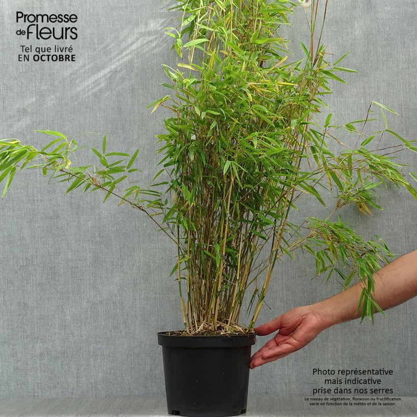 Spécimen de Fargesia nitida Obelisk - Bambou non traçant Pot de 4L/5L tel que livré en automne