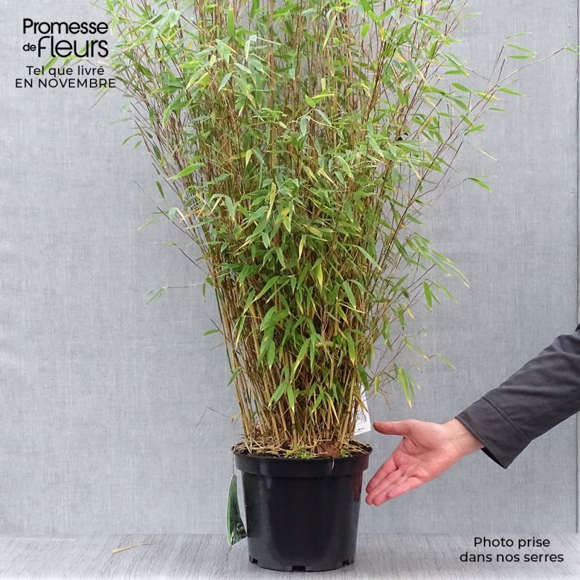 Spécimen de Fargesia nitida Obelisk - Bambou non traçant Pot de 7,5L/10L tel que livré en automne
