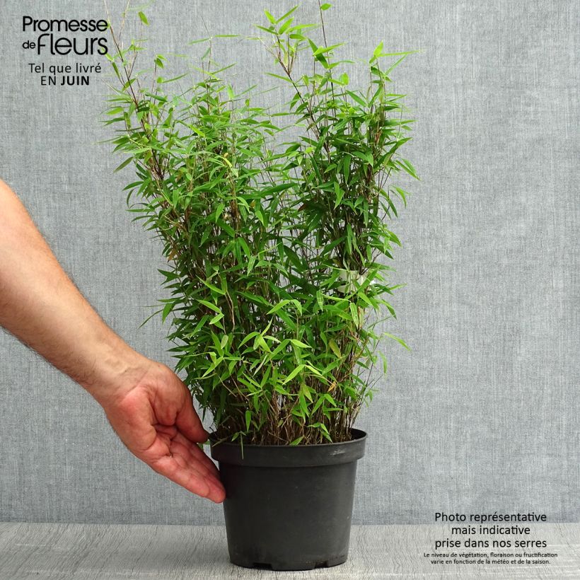 Spécimen de Fargesia nitida Red Dragon - Bambou non traçant Pot de 2L/3L tel que livré en été