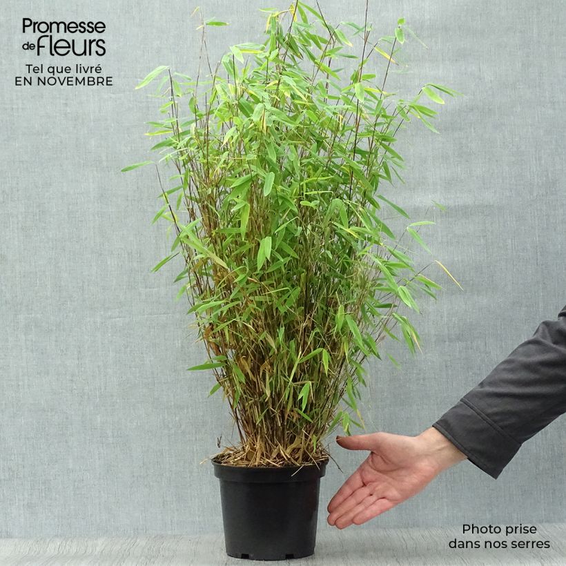 Spécimen de Fargesia nitida Volcano - Bambou non traçant Pot de 2L/3L tel que livré en automne