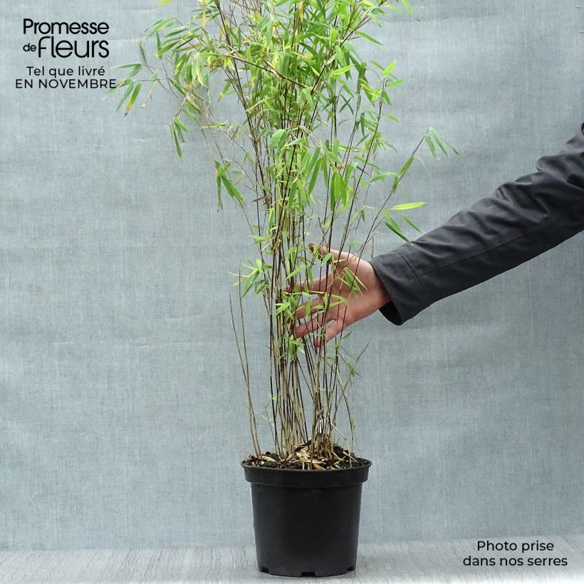 Spécimen de Fargesia nitida Volcano - Bambou non traçant Pot de 4L/5L tel que livré en automne