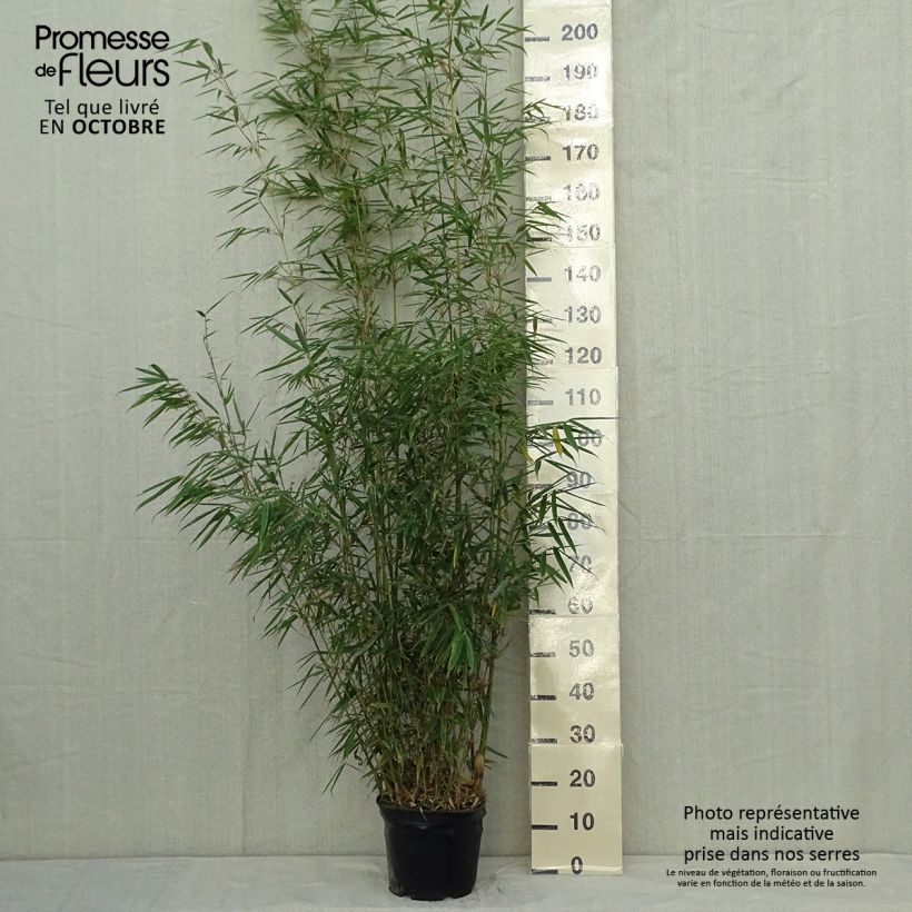 Spécimen de Fargesia robusta - Bambou non traçant Pot de 4L/5L tel que livré en automne
