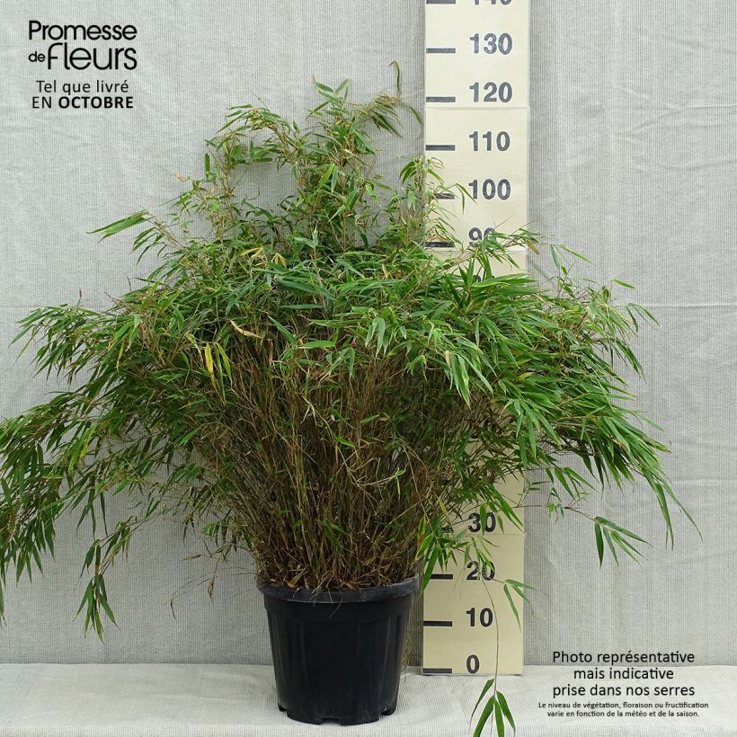 Spécimen de Fargesia robusta - Bambou non traçant Pot de 18L/20L tel que livré en automne