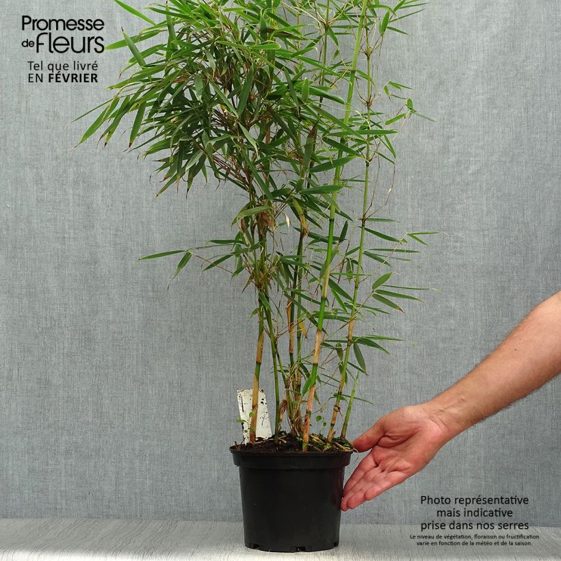 Spécimen de Fargesia robusta - Bambou non traçant Pot de 2L/3L tel que livré en automne