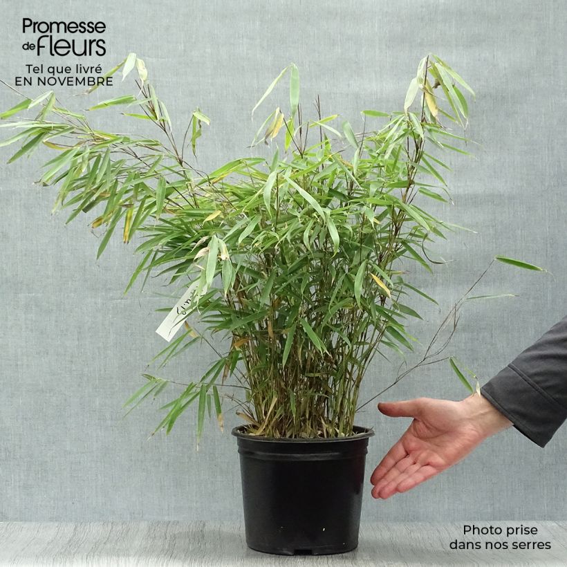 Spécimen de Fargesia robusta Campbell - Bambou non traçant Pot de 3L/4L tel que livré en automne