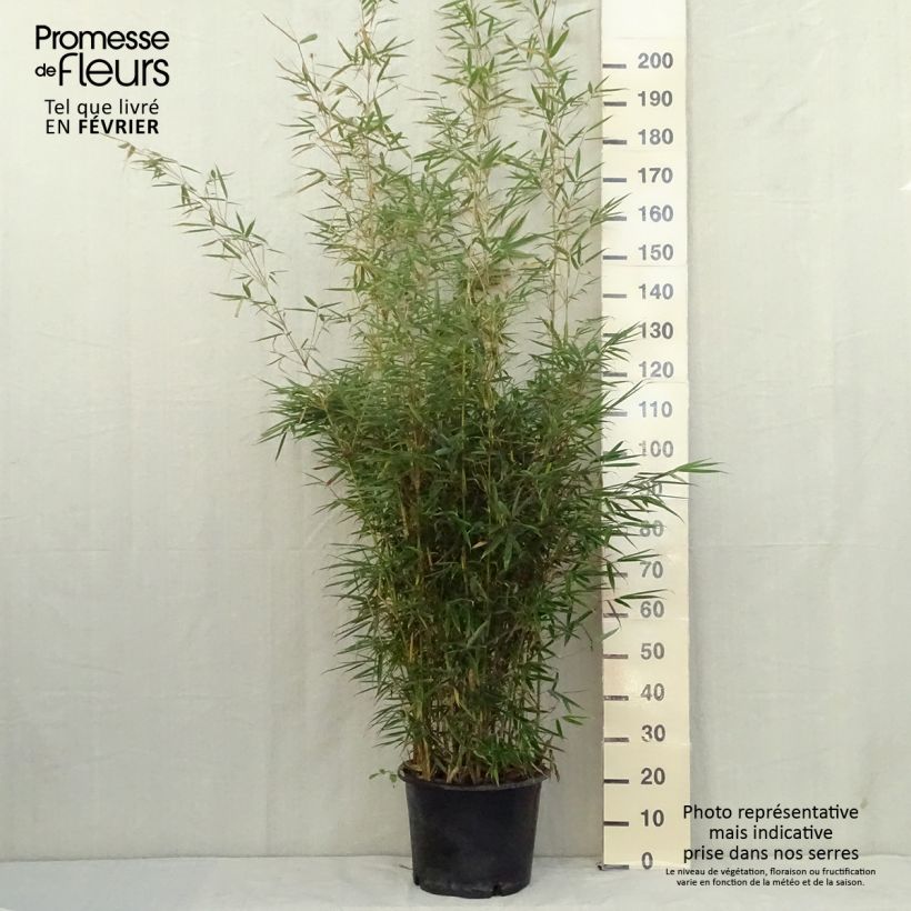 Spécimen de Fargesia robusta Formidable Pot de 4L/5L tel que livré en automne