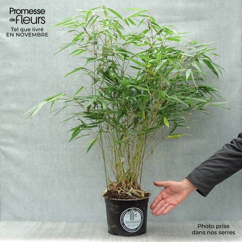 Spécimen de Fargesia robusta Pingwu - Bambou non traçant Pot de 4L/5L tel que livré en automne