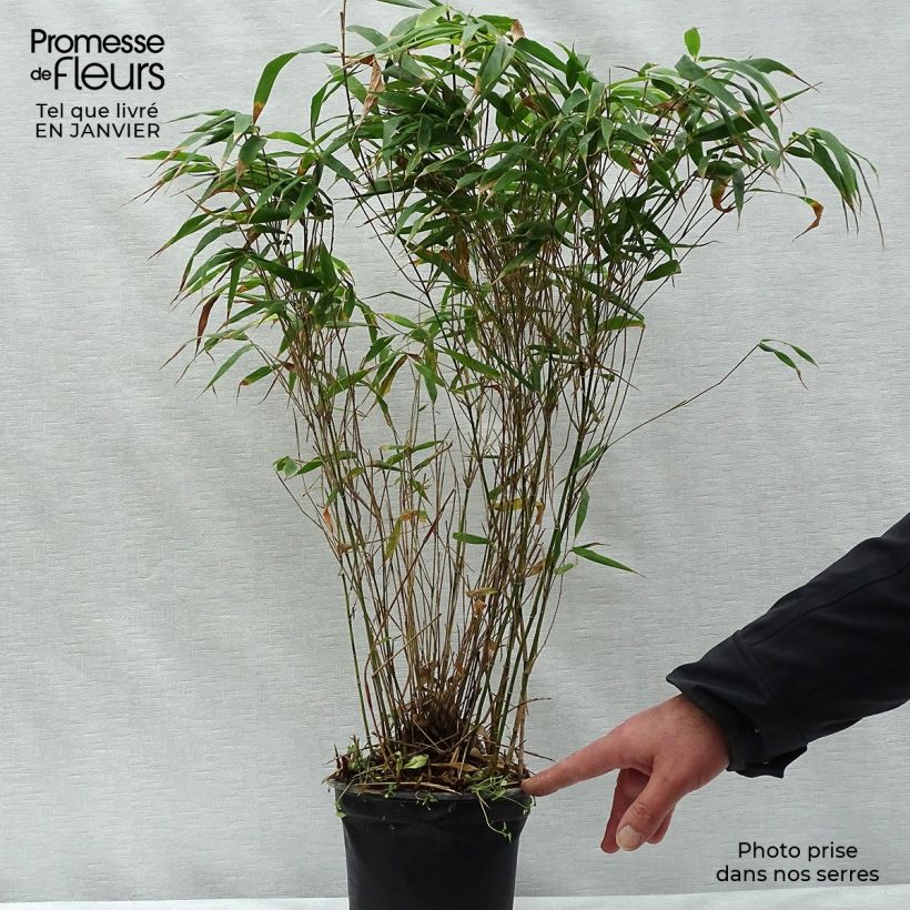 Spécimen de Fargesia robusta Wenchuan - Bambou non traçant Pot de 2L/3L tel que livré en hiver