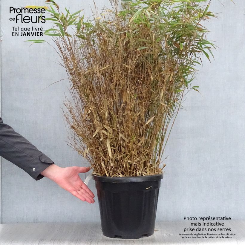 Spécimen de Fargesia robusta Wenchuan - Bambou non traçant Pot de 12L/15L tel que livré en hiver