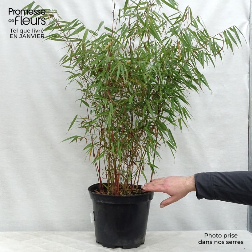 Spécimen de Fargesia scabrida Asian Wonder - Bambou non traçant Pot de 6L/7L tel que livré en hiver