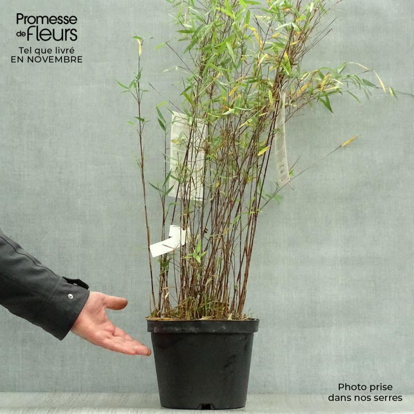 Spécimen de Fargesia nitida Jiu - Bambou non traçant Pot de 7,5L/10L tel que livré en automne