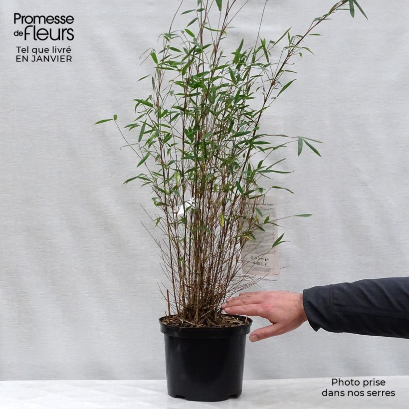 Spécimen de Fargesia sp Jiuzhaigou Deep Purple - Bambou non traçant. Pot de 4L/5L tel que livré en hiver