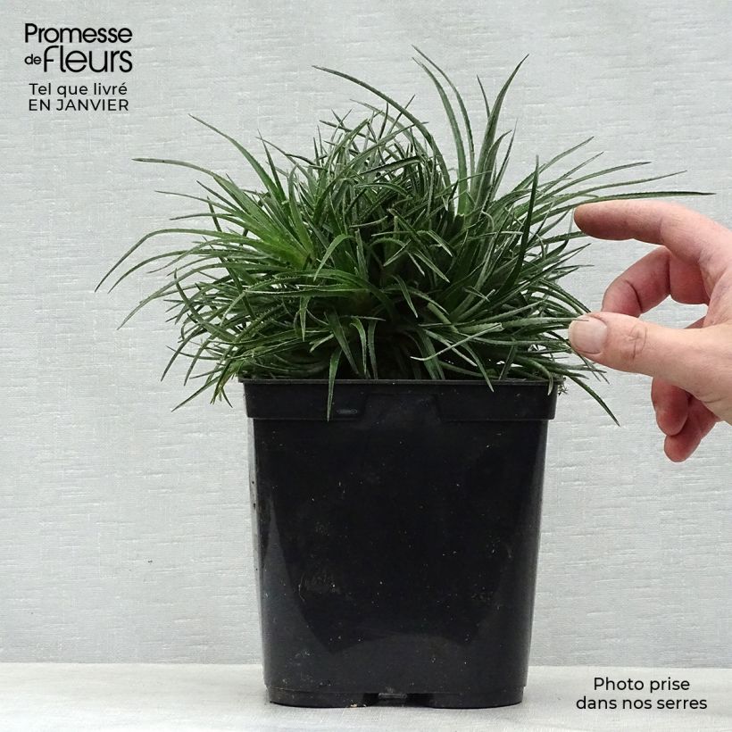 Spécimen de Fascicularia bicolor 3L/4L Pot de 2L/3L tel que livré en hiver