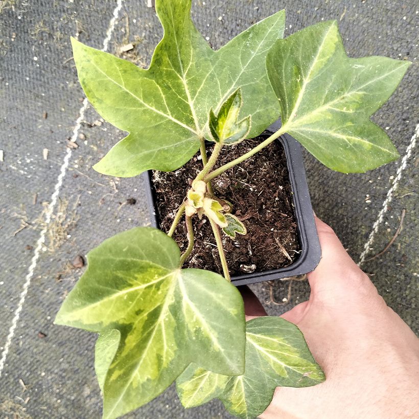 Fatshedera lizei Annemieke - Lierre arborescent panaché (Feuillage)