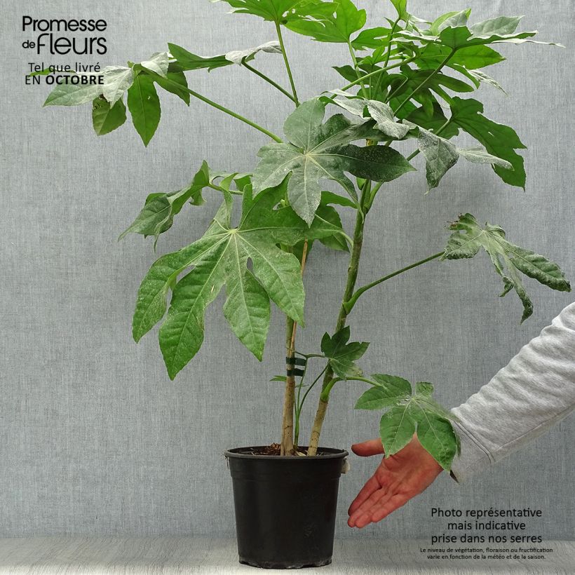 Spécimen de Faux-aralia - Fatsia japonica Pot de 4L/5L tel que livré en automne