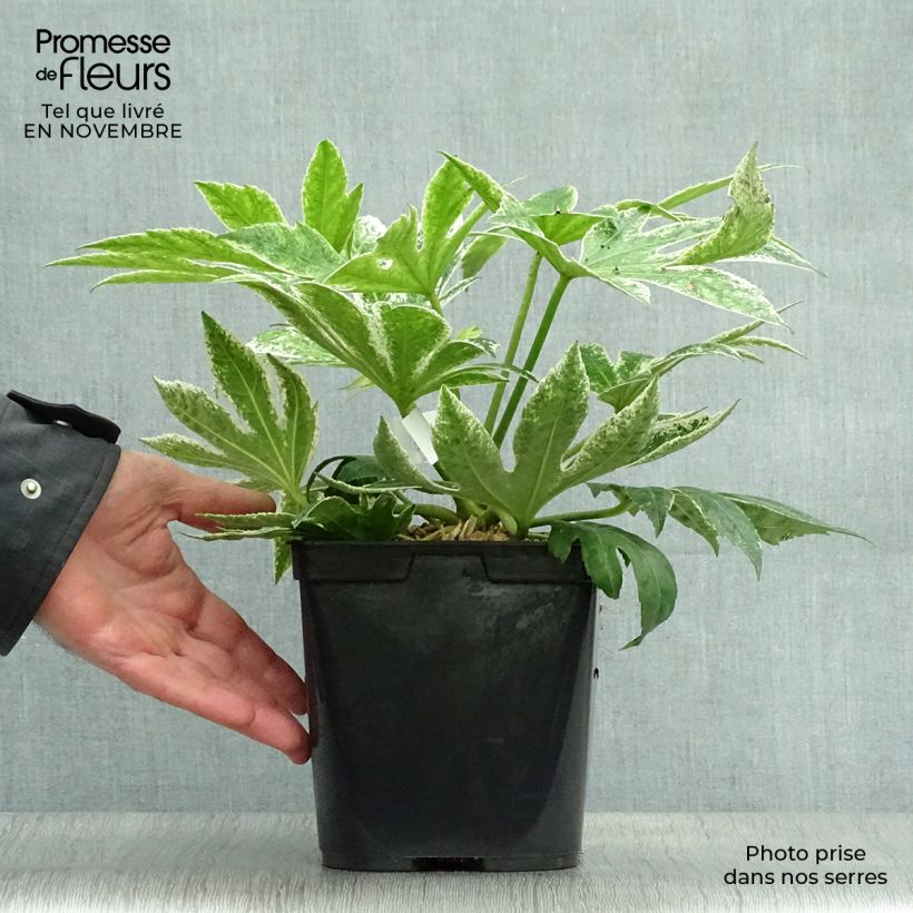 Spécimen de Fatsia japonica Spider's Web - Faux-aralia panaché Pot de 2L/3L tel que livré en automne