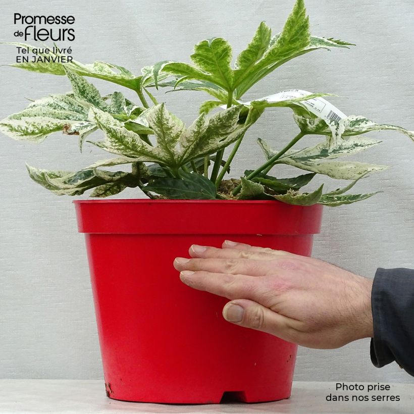 Spécimen de Fatsia japonica Spider's Web - Faux-aralia panaché Pot de 6L/7L tel que livré en hiver