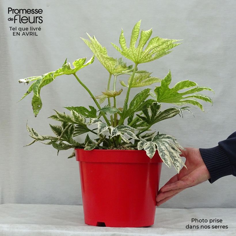 Spécimen de Fatsia japonica Spider's Web - Faux-aralia panaché Pot de 6L/7L tel que livré au printemps