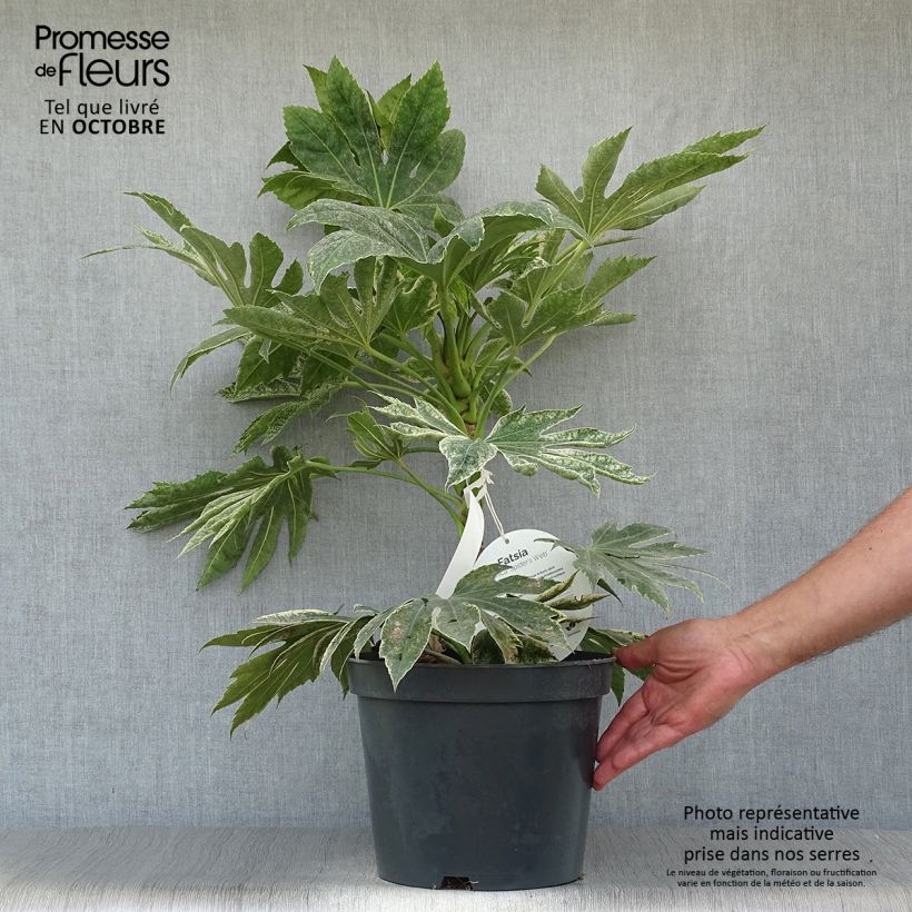 Spécimen de Fatsia japonica Spider's Web - Faux-aralia panaché Pot de 6L/7L tel que livré en automne
