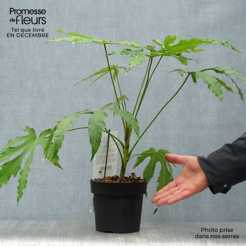 Spécimen de Fatsia polycarpa Green Fingers - Fatsia de Taiwan Pot de 2L/3L tel que livré en hiver
