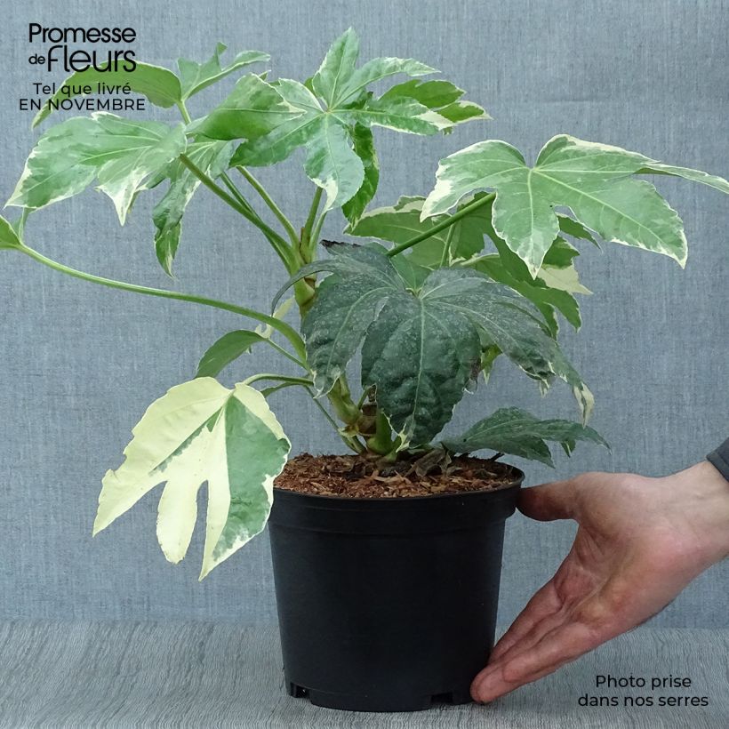 Spécimen de Faux-aralia - Fatsia japonica Variegata Pot de 3L/4L tel que livré en automne