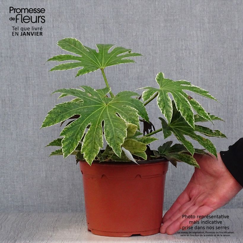 Spécimen de Faux-aralia - Fatsia japonica Variegata Pot de 3L/4L tel que livré en hiver