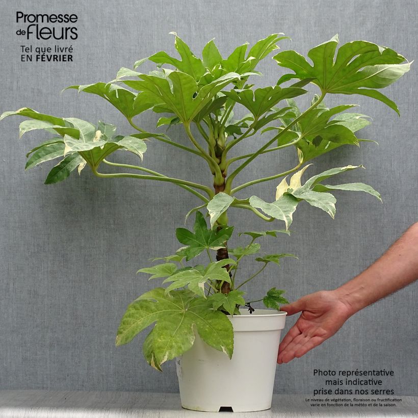 Spécimen de Faux-aralia - Fatsia japonica Variegata Pot de 6L/7L tel que livré en automne