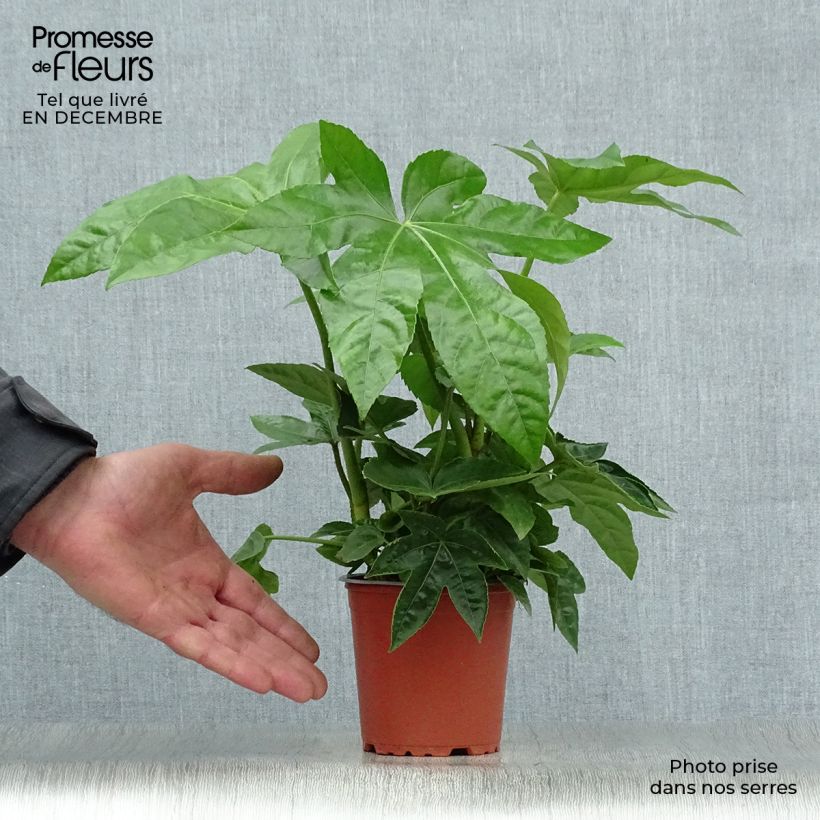 Spécimen de Faux-aralia - Fatsia japonica Godet de 8/9 cm tel que livré en hiver
